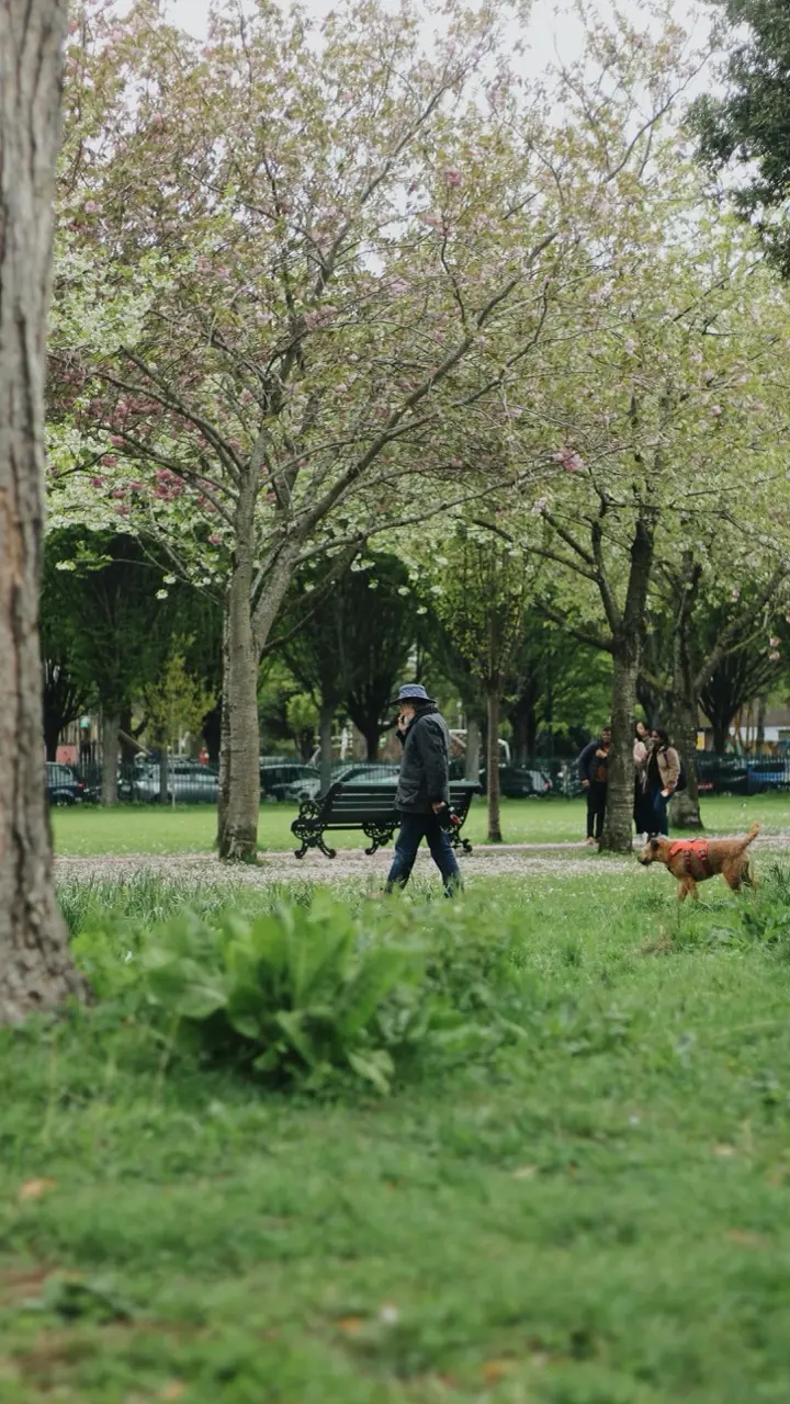 Person promenerar i park med blommande träd