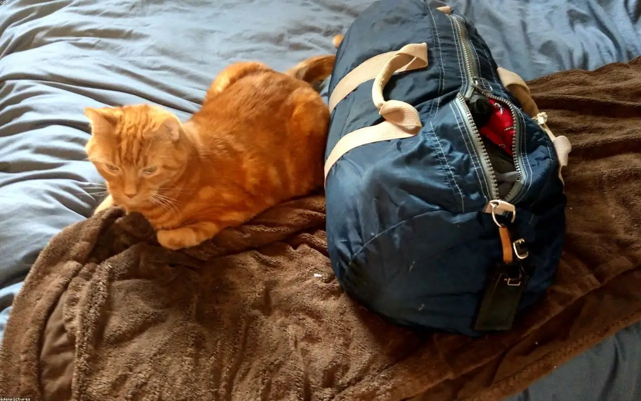 Innehåll i ett handbagage utlagt på ett bord